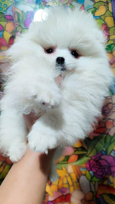 Male Pomeranian puppy for sale