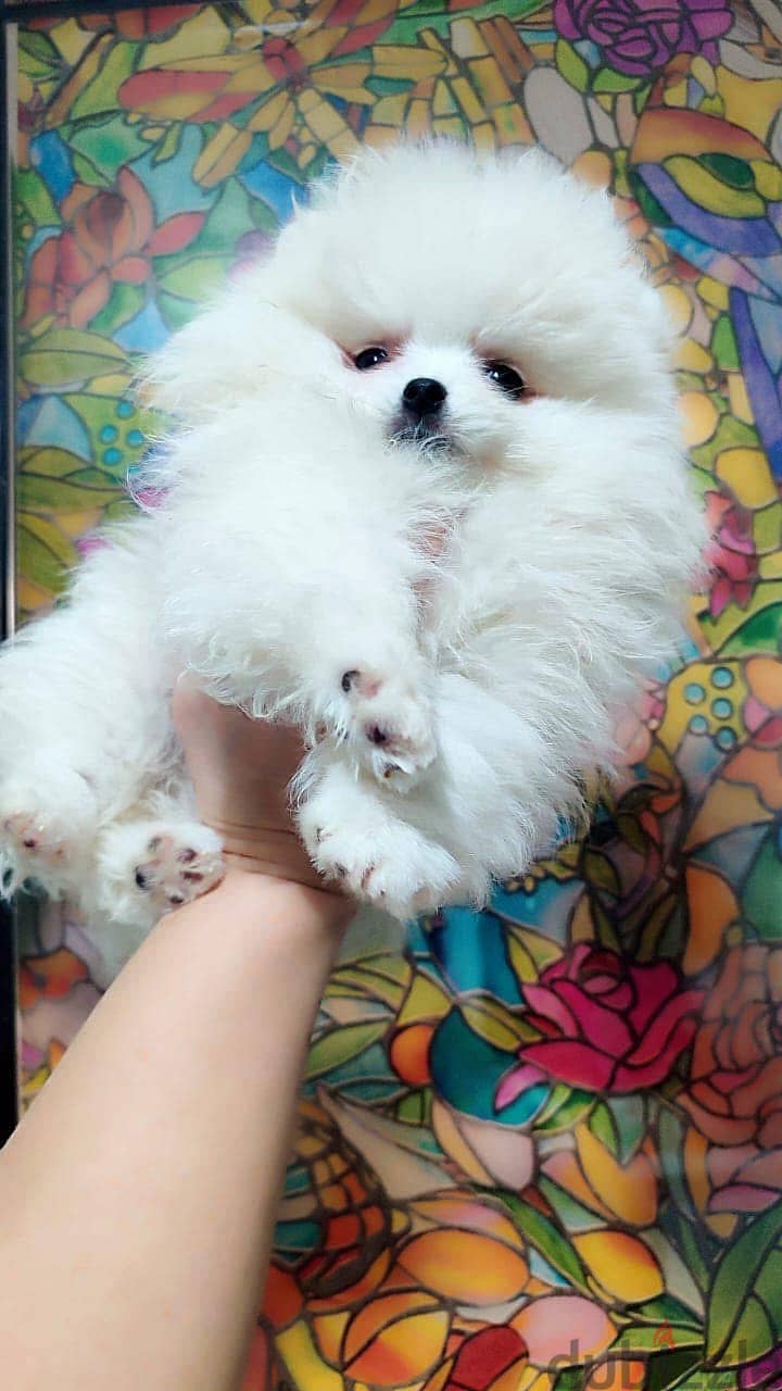 Male Pomeranian puppy for sale 1