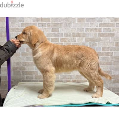 Golden retriever puppy for sale