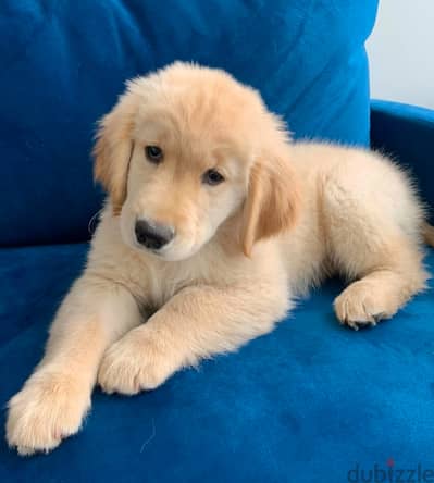 Golden retriever for sale