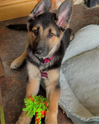 German Shepherd  puppy for sale