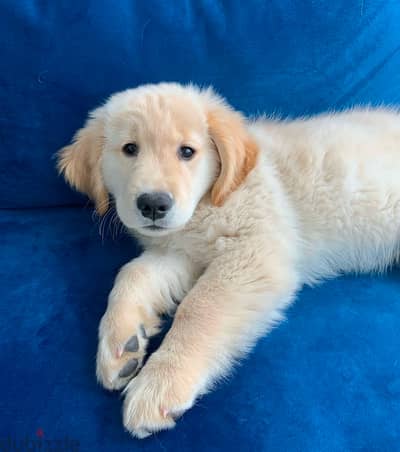 Golden retriever for sale .   WhatsApp me + 1 (908) 768‑4279