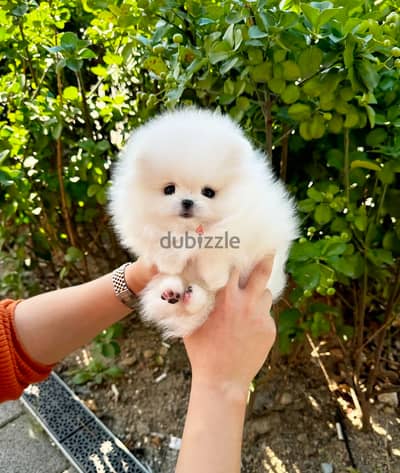 Mini Female Pomeranian for sale.