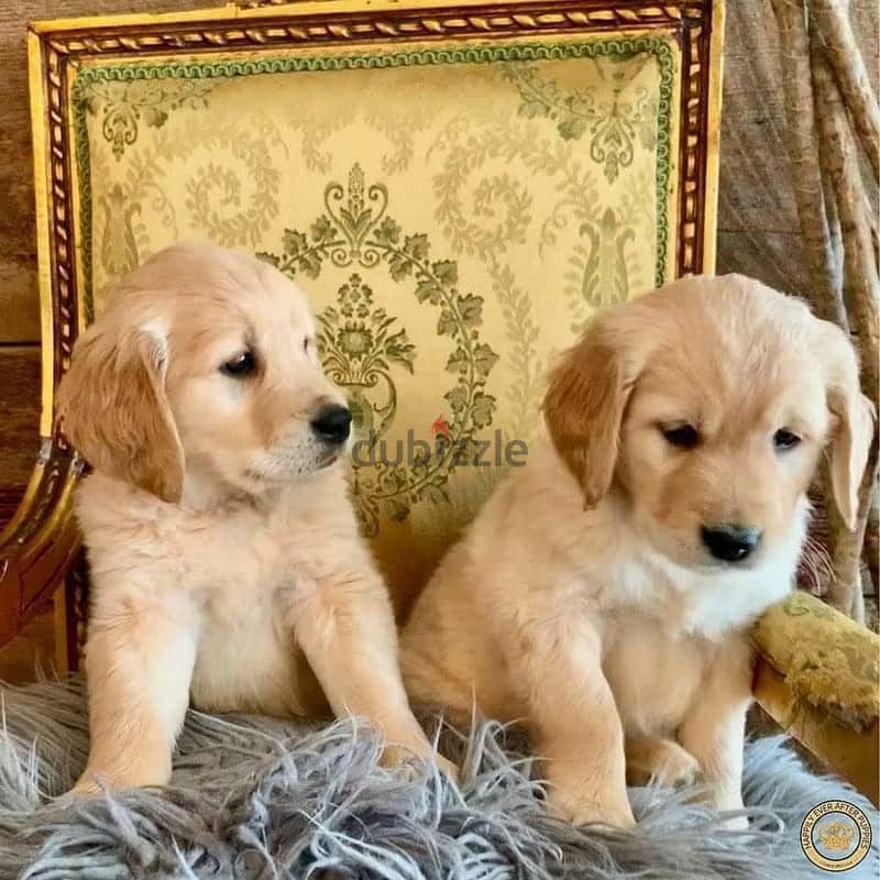 Golden Retriever Puppies// WhatsApp Me +972555077288 1