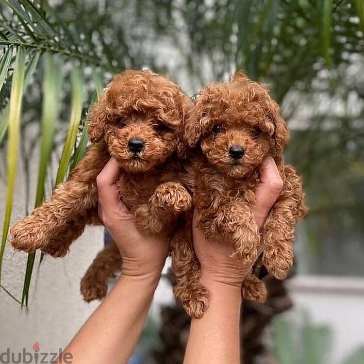 Poodle Puppies Whatsapp me +972553390216 0