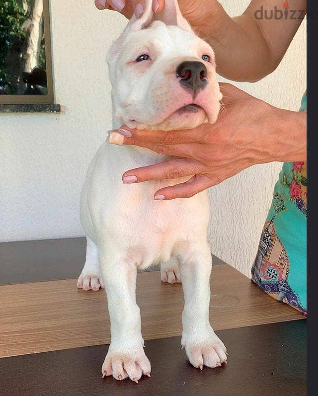 Whatsapp Me +966588993320 Dogo Argentino Puppies 1