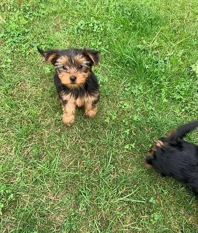 Whatsapp Me +972555074990 Yorkshire Terrier 1