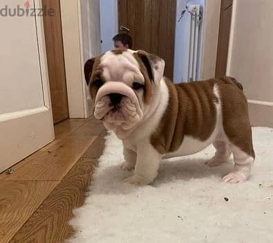 Whatsapp Me +966583921348 English Bulldog Puppies