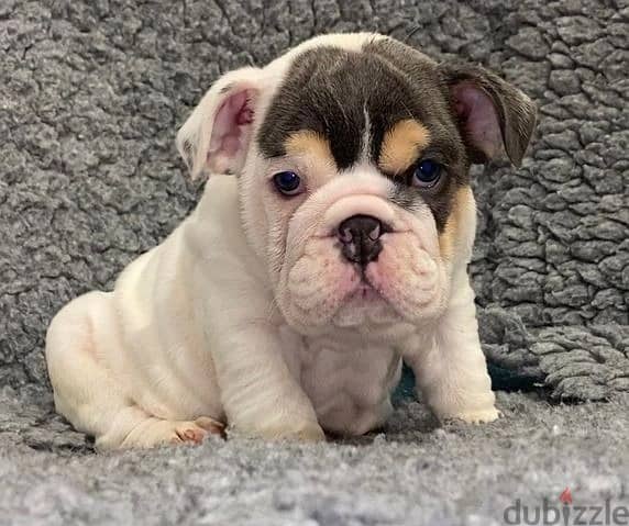 Whatsapp Me +966583921348 English Bulldog Puppies 1