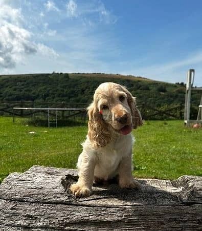 Whatsapp Me +966588993320 English Cocker Spaniel Puppies 1