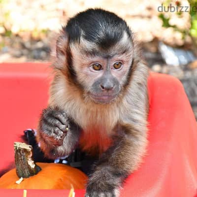 Whatsapp Me +972555074990 Capuchin Monkey