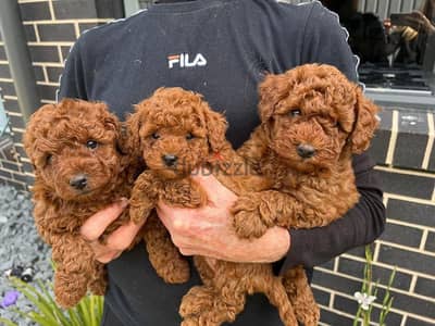 Whatsapp Me +972555074990 Toy Poodle Puppies