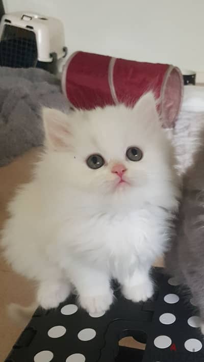 Whatsapp Me +966583921348 Persian Cats