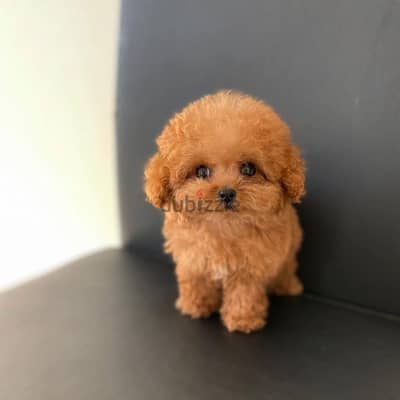 Toy poodle puppy available for sale WhatsApp +4917629216061