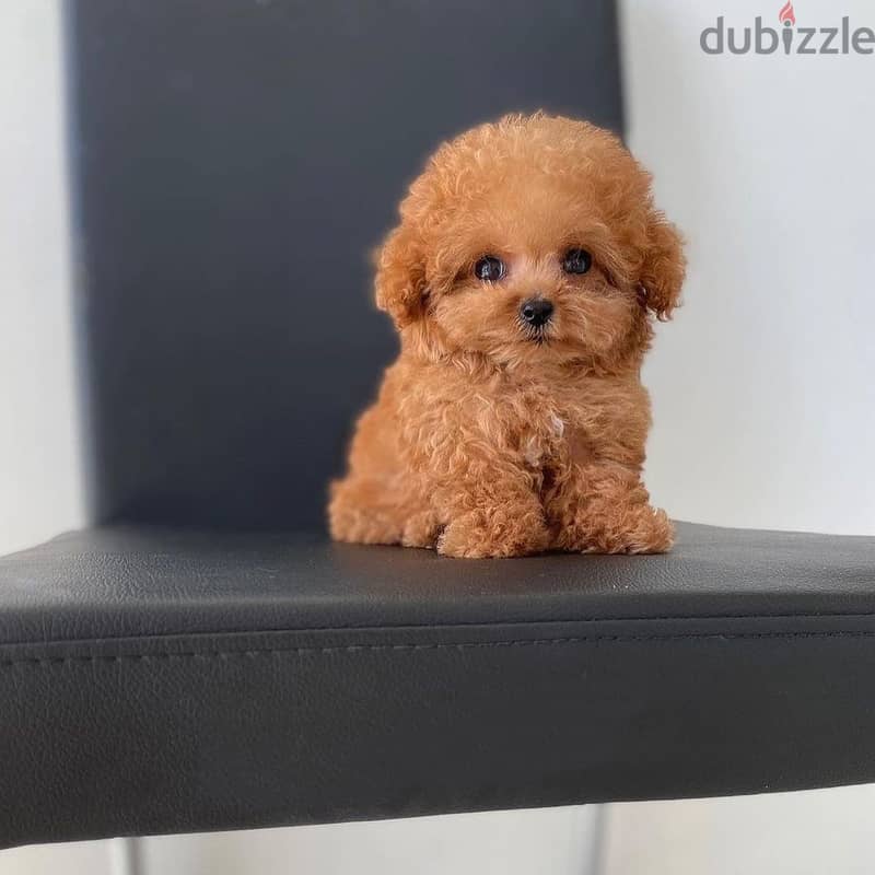 Cute toy poodle puppies WhatsApp me +4917629216066 1