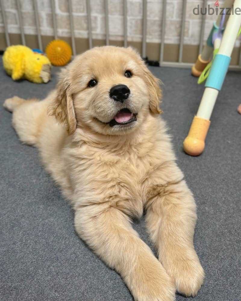 WhatsApp me +4917629216066 Golden retriever puppy for sale 1