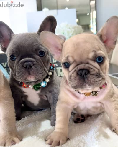 French Bulldog puppies WhatsApp me +4917629216066