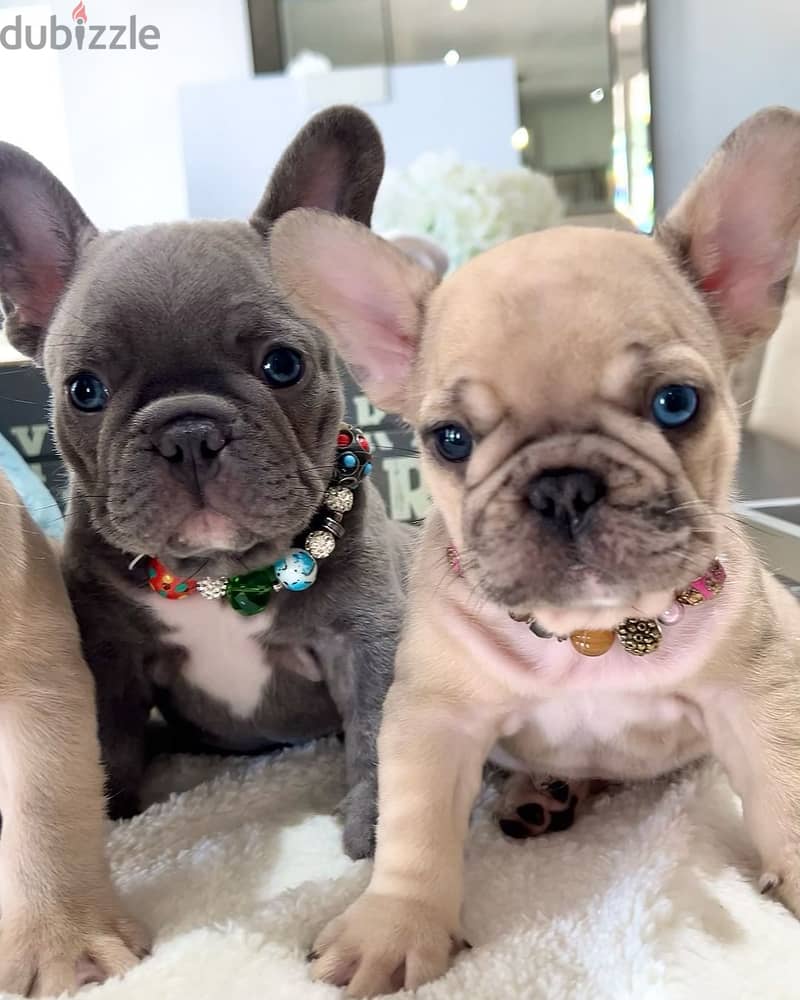 French Bulldog puppies WhatsApp me +4917629216066 0