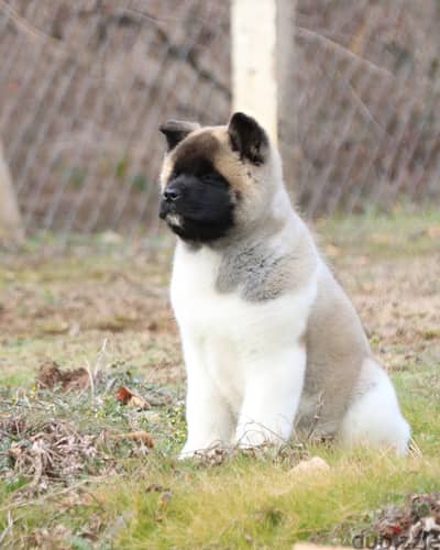 Akita puppies for sale WhatsApp me +4917629216066