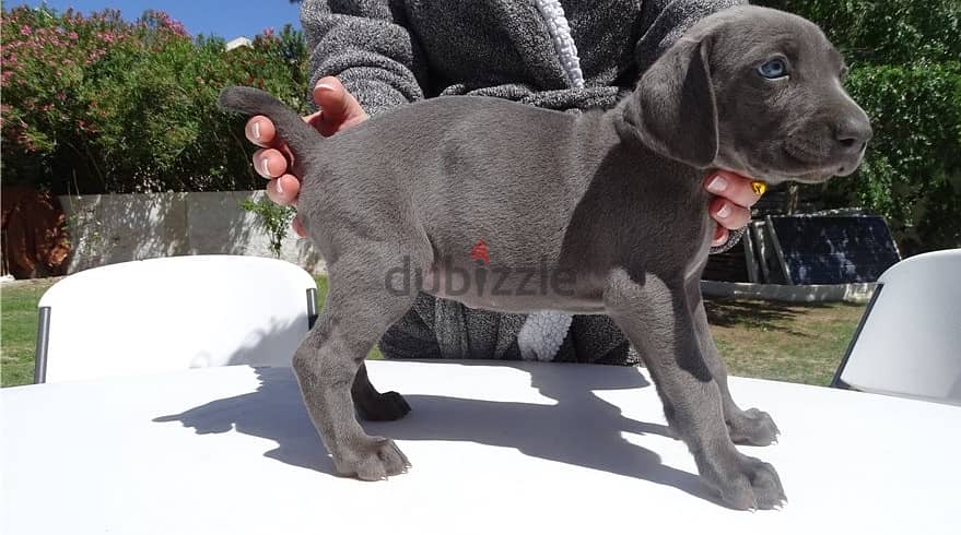 Whatsapp Me +966583921348 Weimaraner Puppies 0