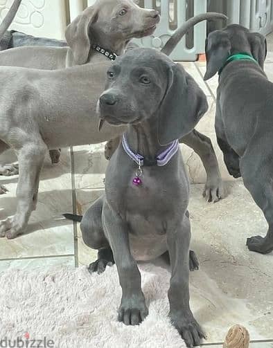 Whatsapp Me +966583921348 Weimaraner Puppies 1