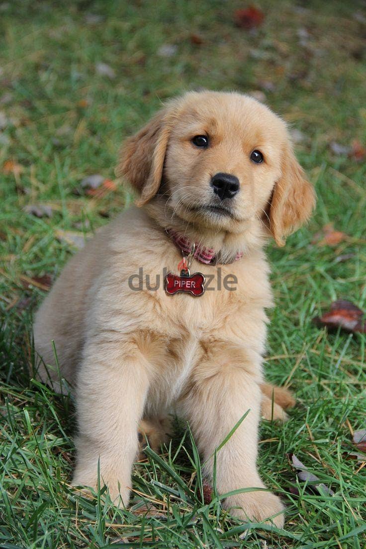 Golden Retriever puppies for sale. WhatsApp me  +972553390216 0