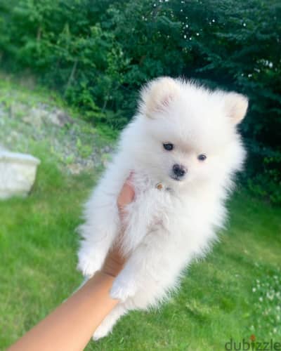 Pomeranian puppies for sale WhatsApp me +4917629216066