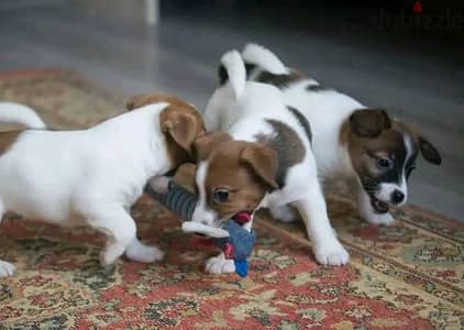 Jack Russell Puppies Whatsapp me +972553390216