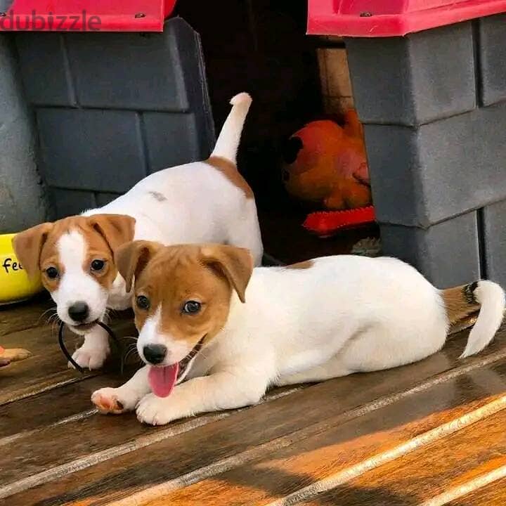 Jack Russell Puppies Whatsapp me +972553390216 1