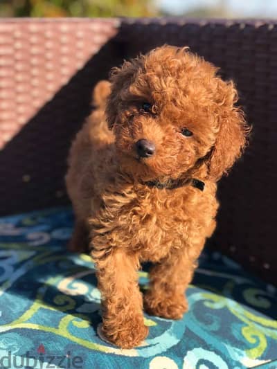 WhatsApp +4917629216066 two toy poodle puppies for sale