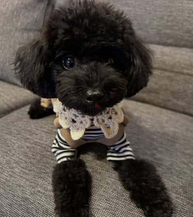 POODLE PUPPY WhatsApp me +4917629216066