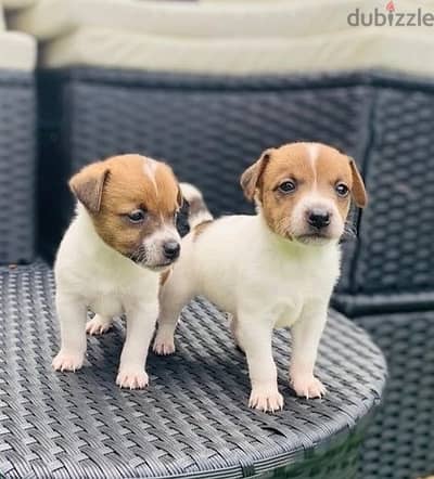 Whatsapp Me +972555074990 Jack Russell Puppies