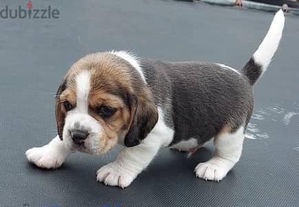 Whatsapp Me +966583921348 Beagle Puppies