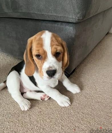 Whatsapp Me +966583921348 Beagle Puppies 1