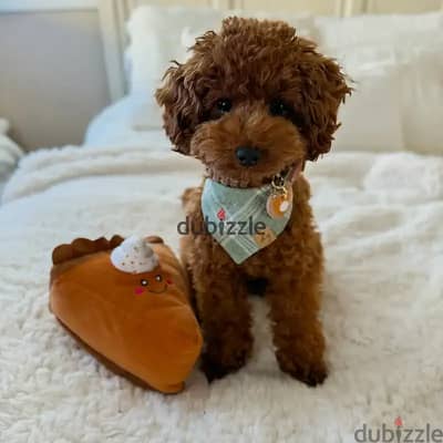 Poodle puppies// Whatsapp+971502618837