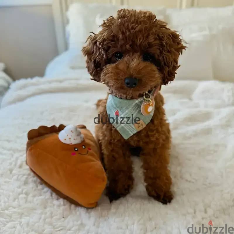 Poodle puppies// Whatsapp+971502618837 0