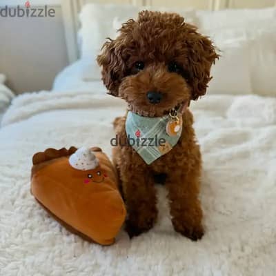 Poodle puppies// Whatsapp+971502618837