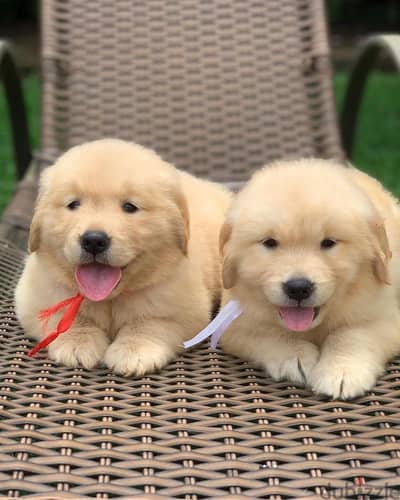 Golden Retriever// WhatsApp +966568218820