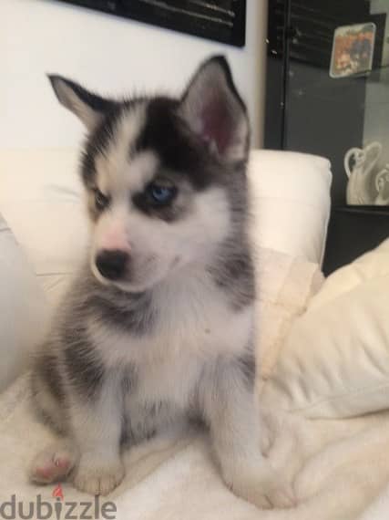 HUSKY PUPPIES FOR ADOPTION 0