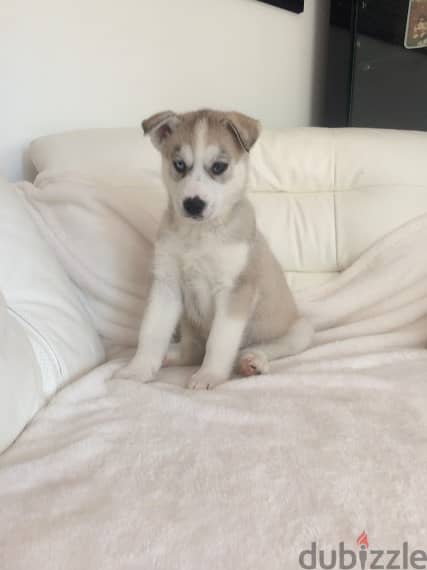 HUSKY PUPPIES FOR ADOPTION 1