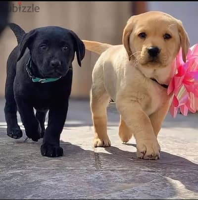 Labrador puppies// WhatsApp +966568218820