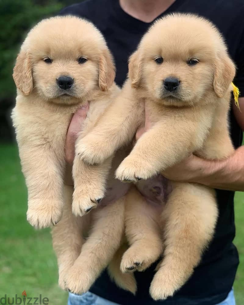 Golden Retriever// Whatsapp+971502618837 0