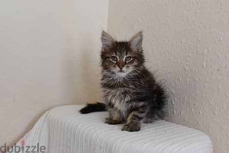 MAINECOONS FOR ADOPTION