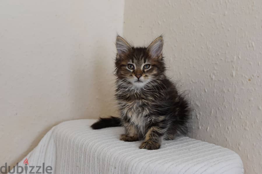 MAINECOONS FOR ADOPTION 0