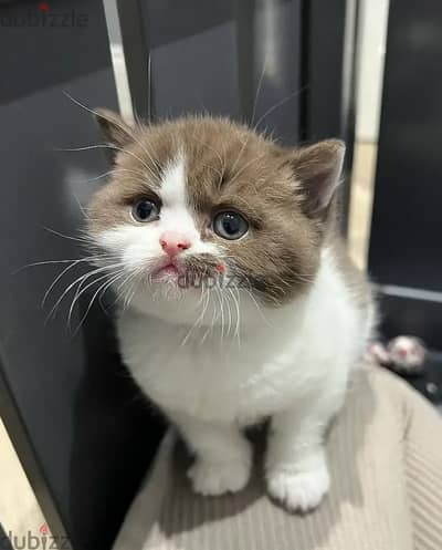 British shorthair// WhatsApp +966568218820