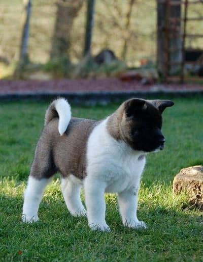 Akita puppies for sale WhatsApp me +4917629216066