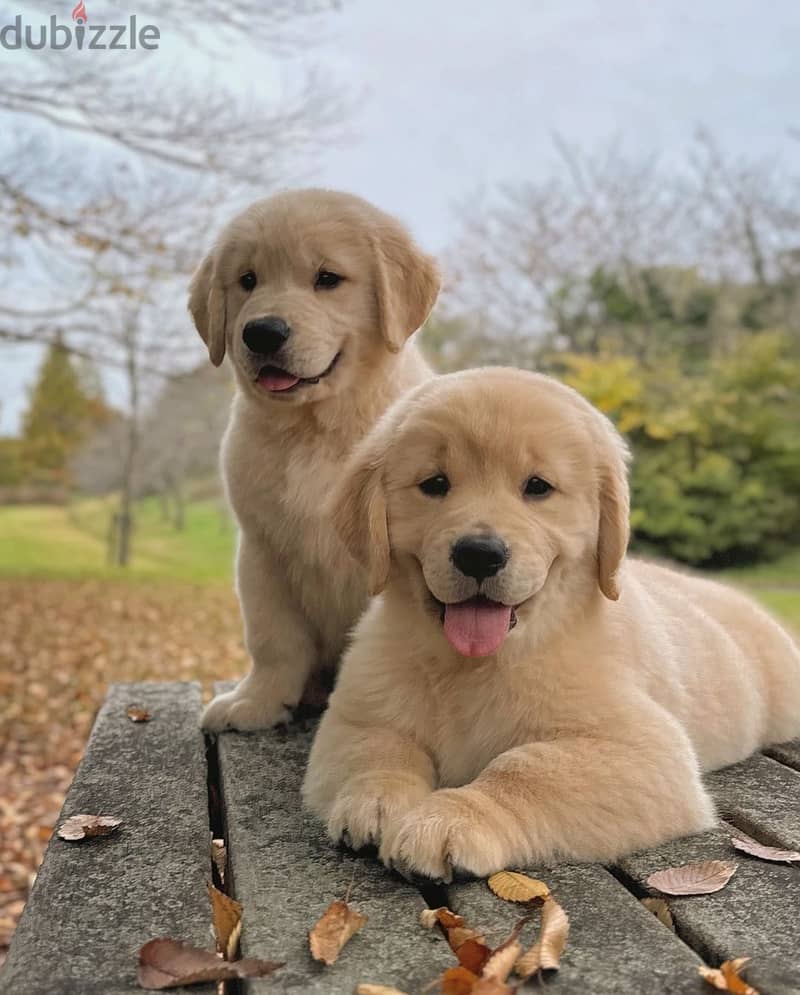 Golden Retriever// WhatsApp +966568218820 0