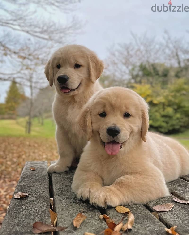 Golden Retriever// WhatsApp +966568218820 0