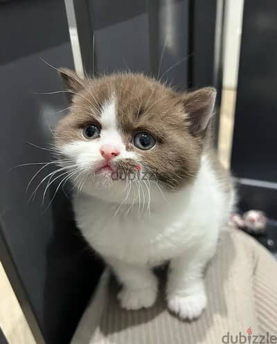 British shorthairs// Whatsapp+971502618837