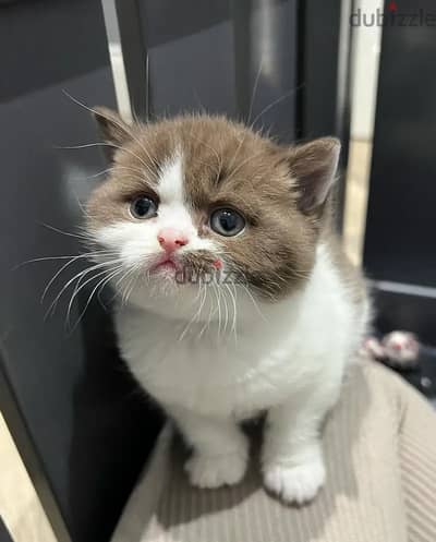 British shorthairs// Whatsapp+971502618837